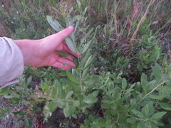Quercus pumila
