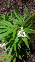 Cardamine kitaibelii