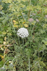 Daucus carota gummifer