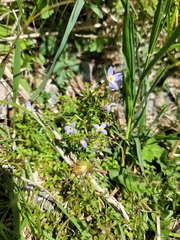 Houstonia serpyllifolia
