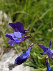 Vicia onobrychioides
