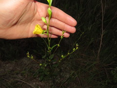 Ludwigia virgata