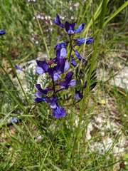 Vicia onobrychioides