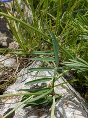 Vicia onobrychioides