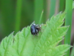 Phyllobius viridicollis