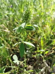 Trifolium obscurum