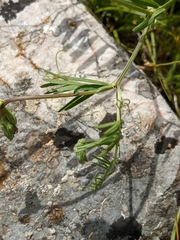 Vicia onobrychioides