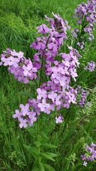 Hesperis matronalis