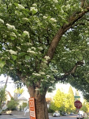 Chionanthus retusus