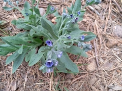 Cynoglossum creticum