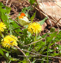 Anthocharis julia sulfuris