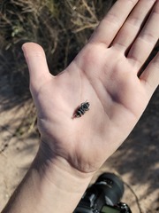 Apleurus albovestitus