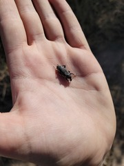 Apleurus albovestitus