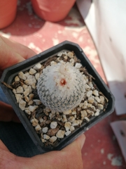 Epithelantha greggii