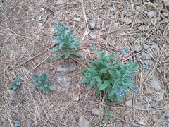 Cynoglossum creticum