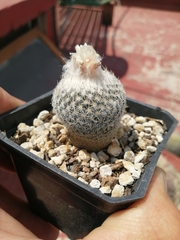 Epithelantha greggii
