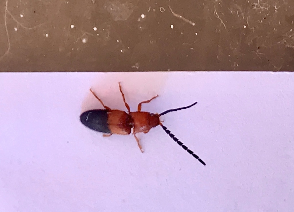 Anoplischius venustus