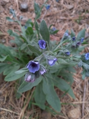 Cynoglossum creticum