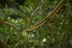 Pantherophis alleghaniensis image