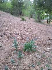 Cynoglossum creticum