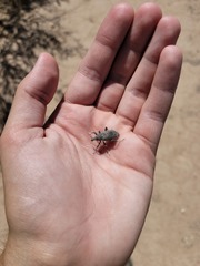 Apleurus albovestitus