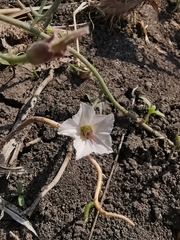 Convolvulus equitans equitans