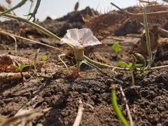 Convolvulus equitans equitans