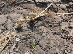 Convolvulus equitans equitans