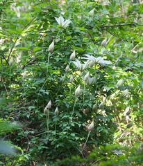 Clematis patens