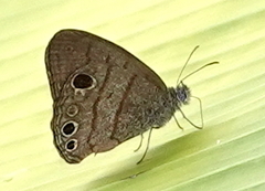 Hermeuptychia harmonia
