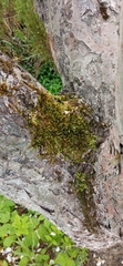 Bryophyta
