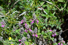Teucrium marum