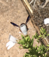 Anthidiellum perplexum