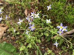 Houstonia serpyllifolia