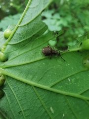 Peritelus sphaeroides