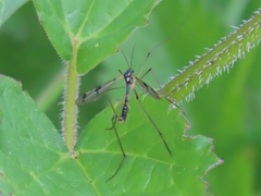 Ptychoptera lacustris