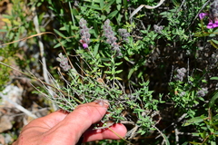 Teucrium marum