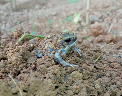 Uperodon systoma
