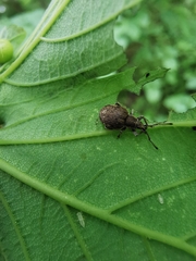 Peritelus sphaeroides