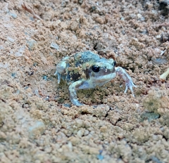 Uperodon systoma