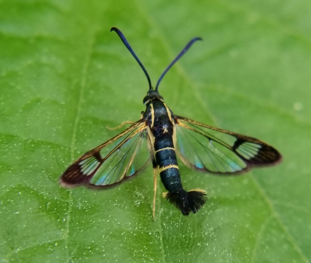 Dogwood Borer Moth in May 2021 by Serena Lynne · iNaturalist