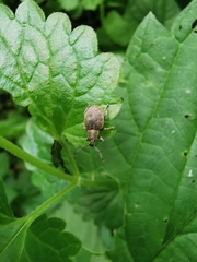 Peritelus sphaeroides