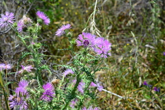 Galactites tomentosus
