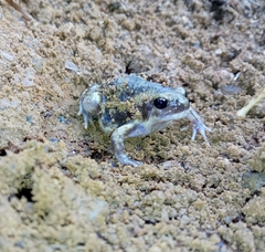 Uperodon systoma