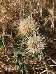 Cirsium quercetorum