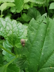 Peritelus sphaeroides