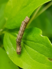 Erannis defoliaria