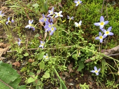 Houstonia serpyllifolia