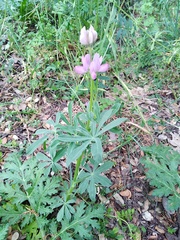 Lupinus hispanicus