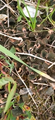 Fungi